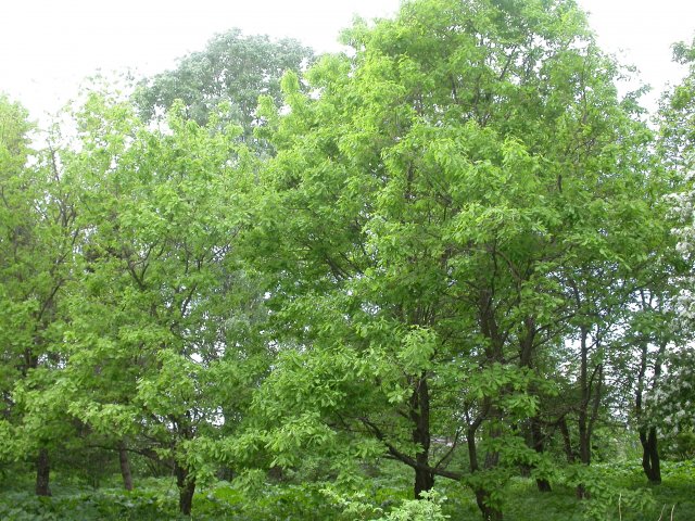 Quercus robur